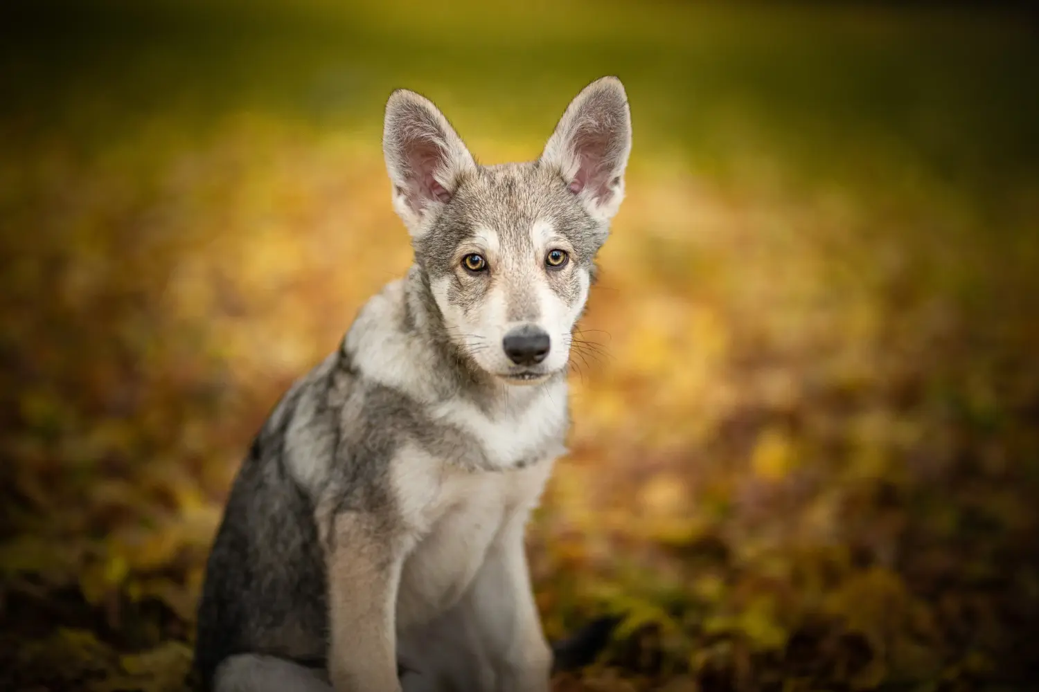 Een Saarloos wolfshond puppy kopen betekent verantwoordelijkheid nemen! Saarloos wolfshond puppy kopen.