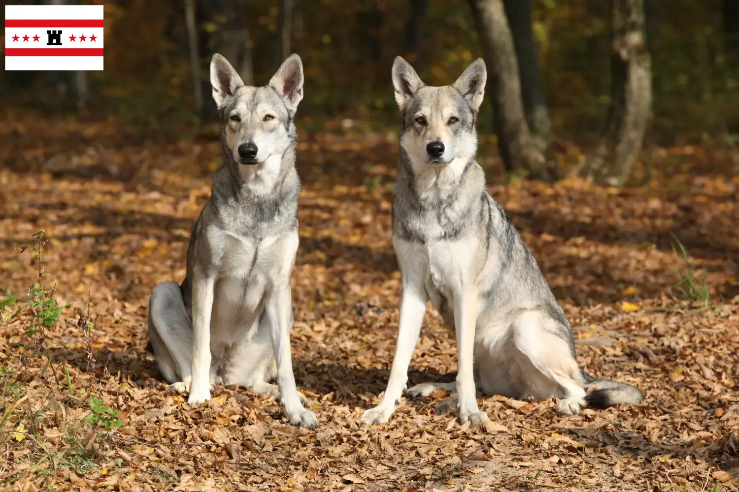 Saarloos wolfshond pups en fokkers Drenthe Zoek Saarloos Wolfhond fokkers in Drenthe.