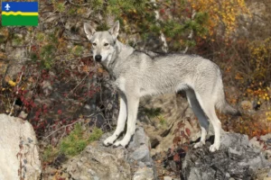 Lees meer over het artikel Saarloos wolfshonden fokkers en pups in Flevoland