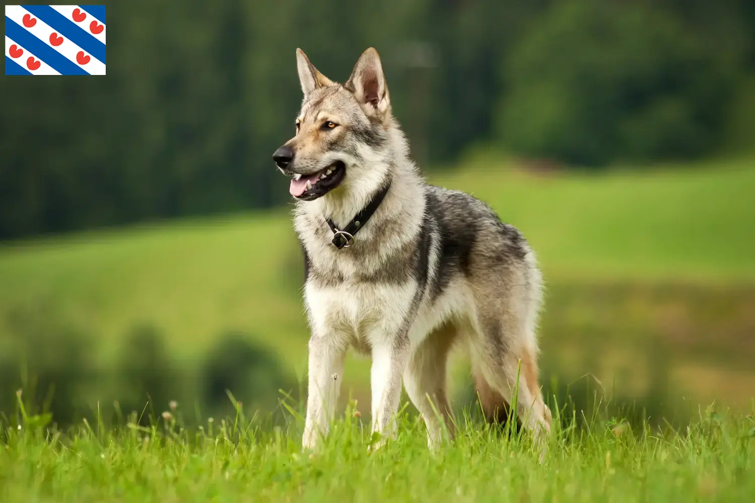 Saarloos Wolfshond pups en fokkers Friesland Hier vind je Saarloos Wolfhond fokkers in Friesland.