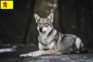 Lees meer over het artikel Saarloos wolfshonden fokkers en pups in Zuid-Holland