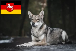 Lees meer over het artikel Saarloos wolfhondenfokkers en pups in Nedersaksen
