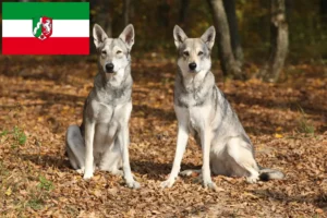 Lees meer over het artikel Saarloos Wolfshonden fokkers en pups in Noordrijn-Westfalen