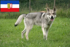 Lees meer over het artikel Saarloos Wolfshond fokkers en pups in Sleeswijk-Holstein