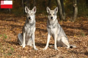 Lees meer over het artikel Saarloos wolfshonden fokkers en pups in Utrecht