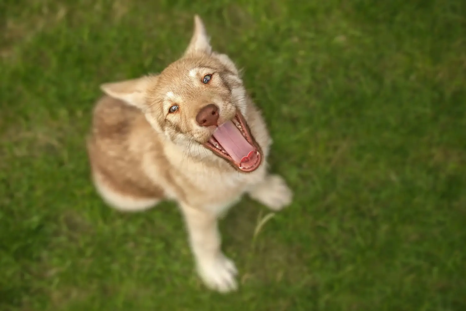 Een Saarloos wolfshond puppy kopen betekent verantwoordelijkheid nemen! Saarloos wolfshond puppy kopen.