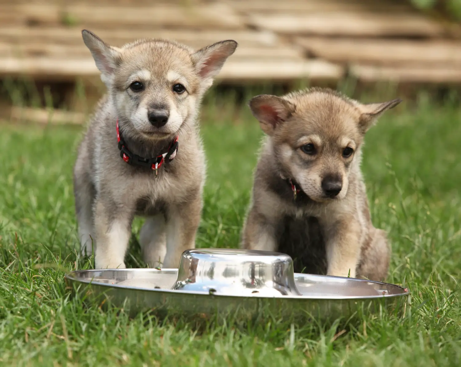 Een Saarloos wolfshond puppy kopen betekent verantwoordelijkheid nemen! Saarloos wolfshond puppy kopen.
