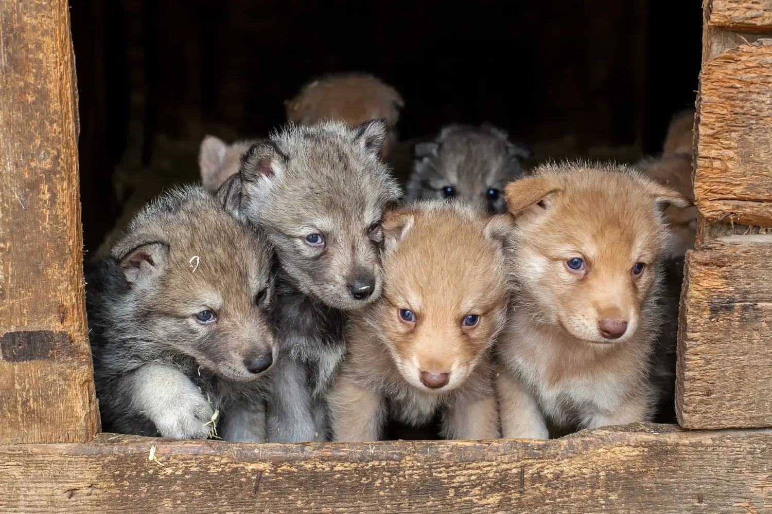 Een Saarloos wolfshond puppy kopen betekent verantwoordelijkheid nemen! Saarloos wolfshond puppy kopen.