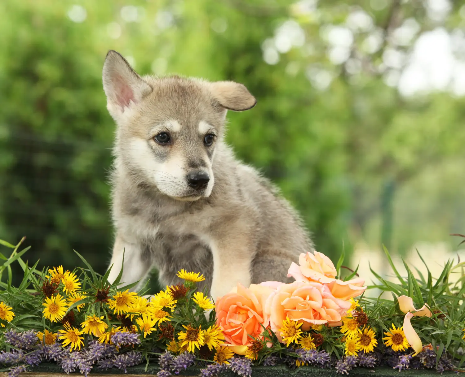 Een Saarloos wolfshond puppy kopen betekent verantwoordelijkheid nemen! Saarloos wolfshond puppy kopen.