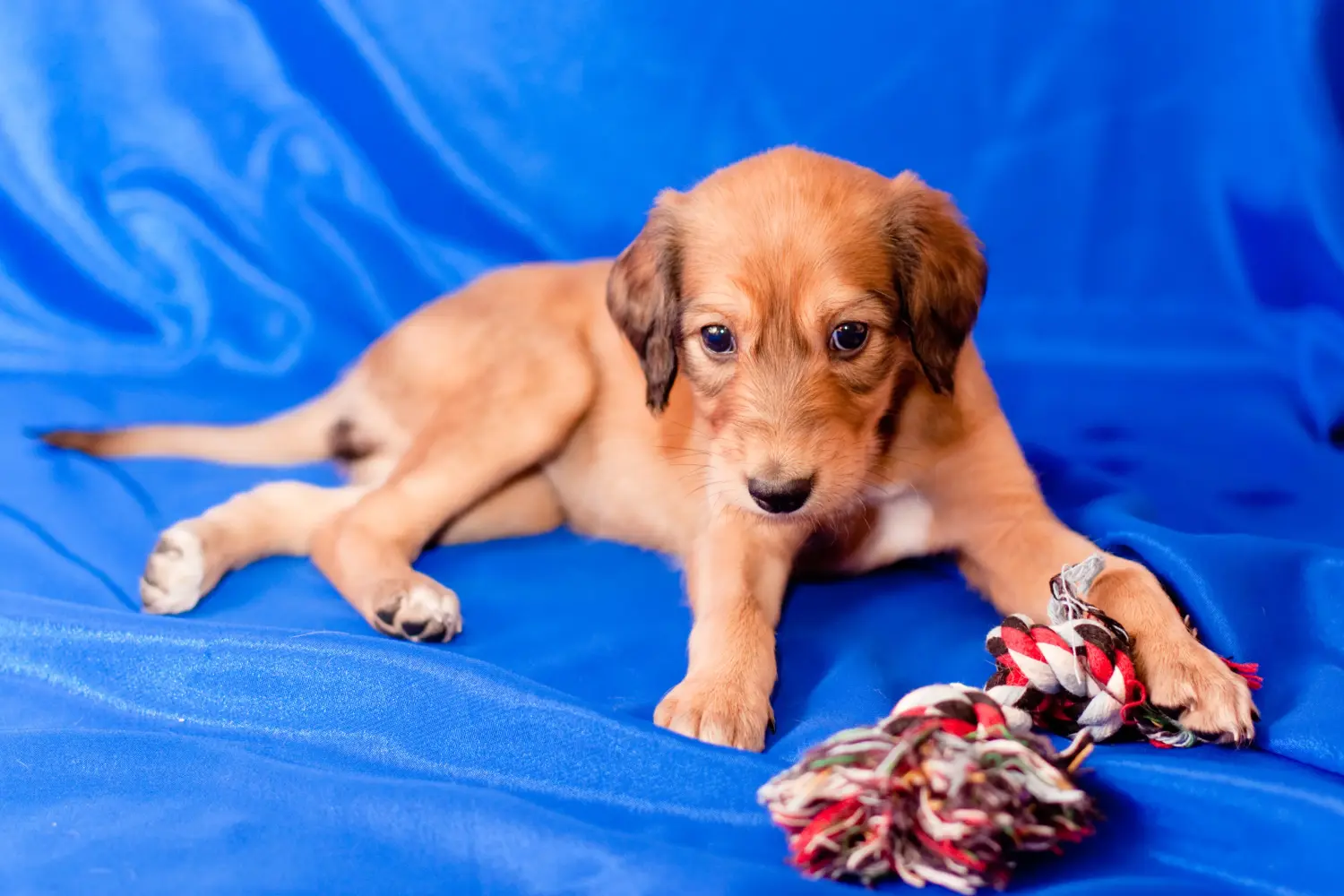Een Saluki puppy kopen betekent verantwoordelijkheid nemen! Saluki puppy's kopen.