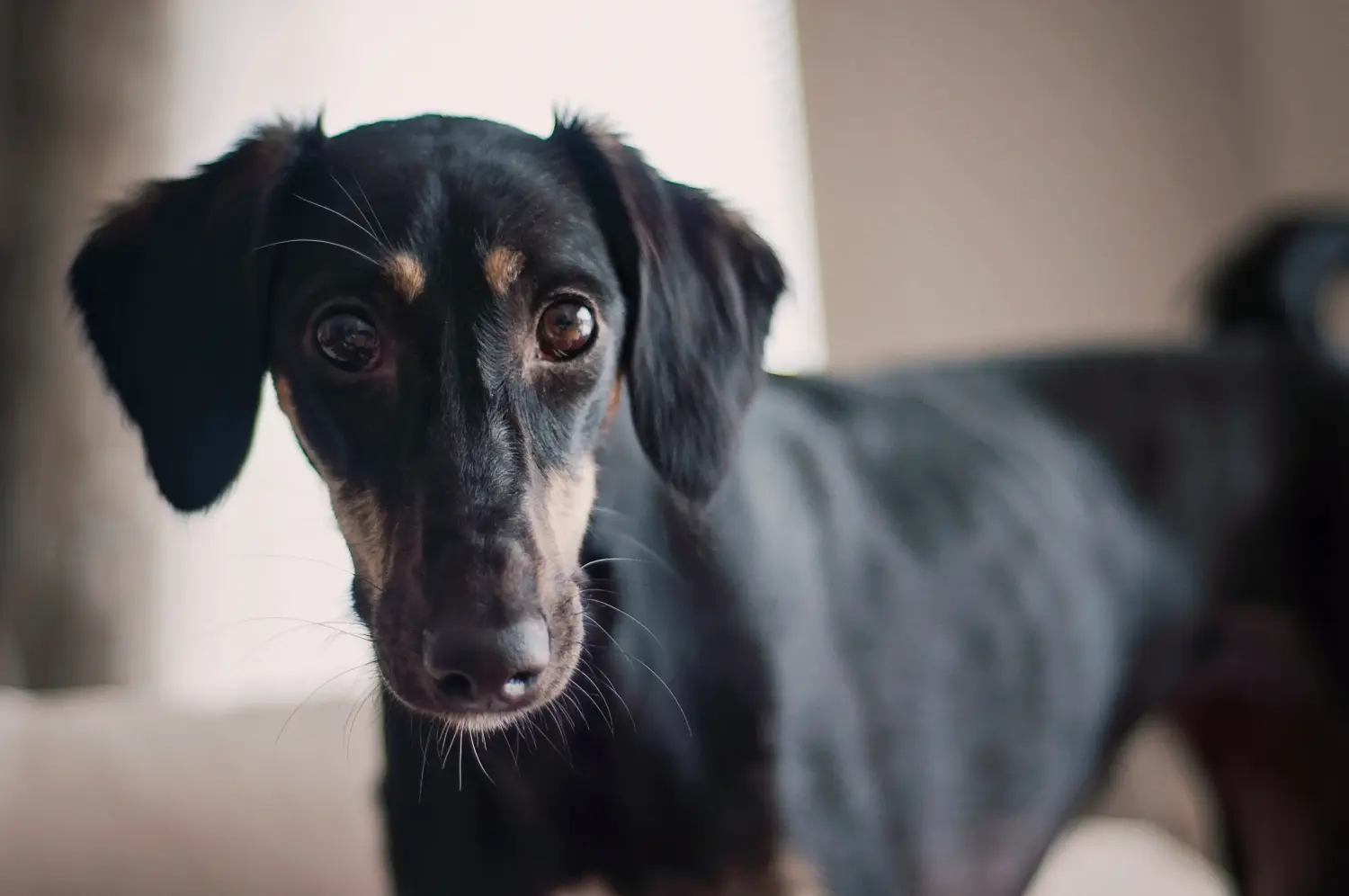 Een Saluki puppy kopen betekent verantwoordelijkheid nemen! Saluki puppy's kopen.
