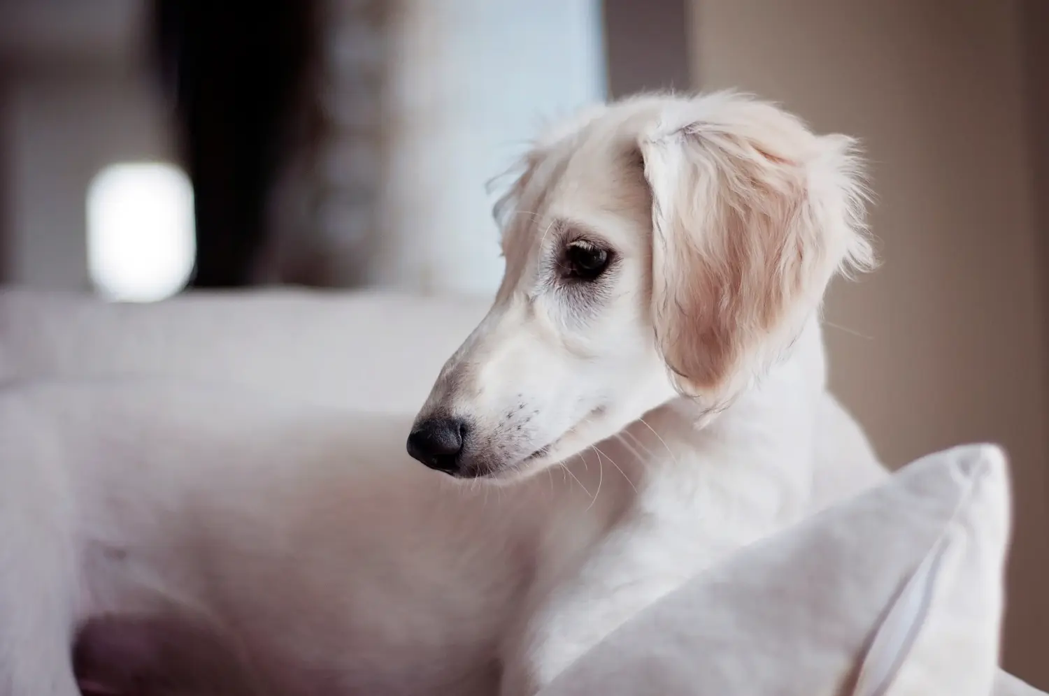 Een Saluki puppy kopen betekent verantwoordelijkheid nemen! Saluki puppy's kopen.