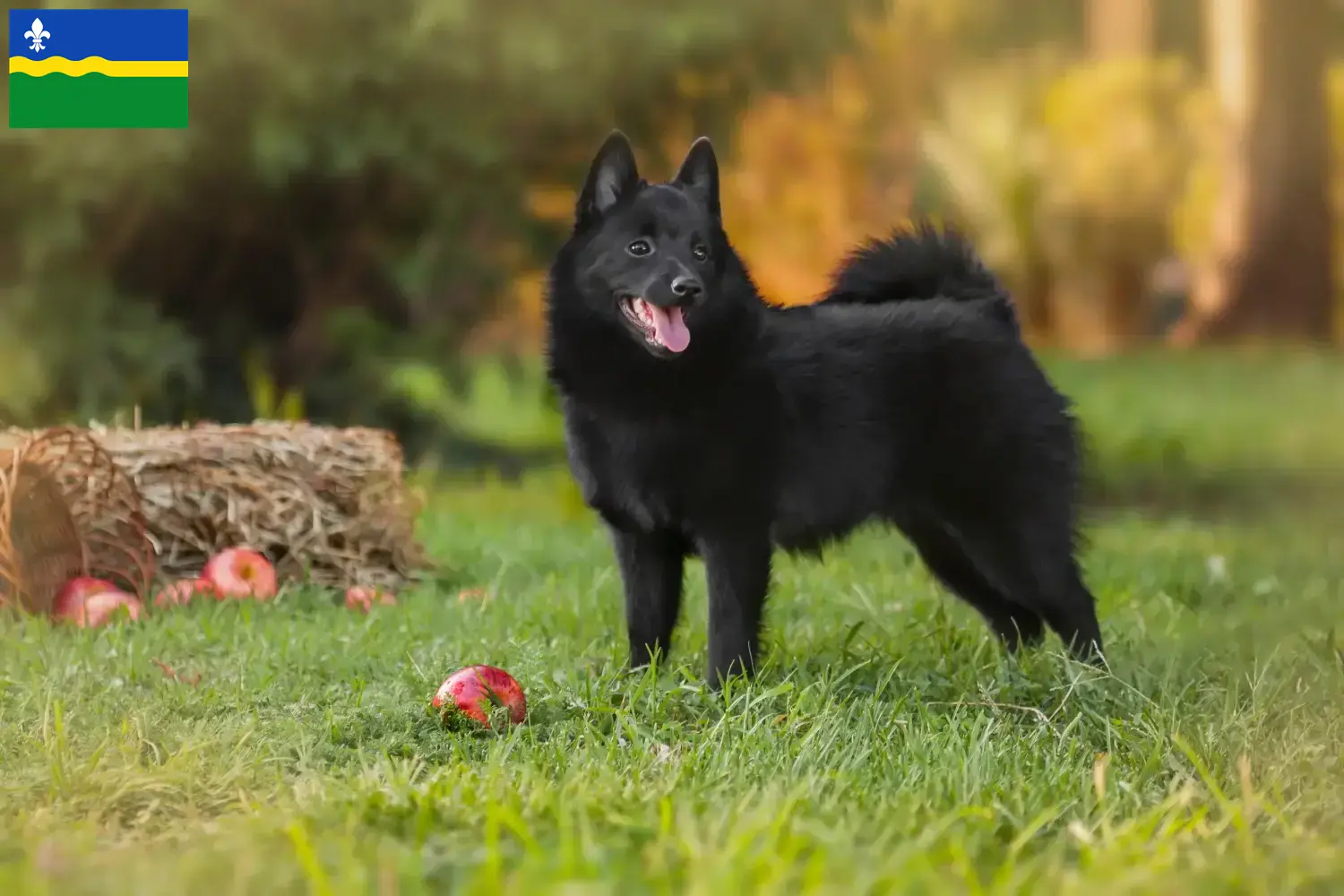 Schipperke pups en fokkers Flevoland Hier vind je Schipperkes fokkers in Flevoland.
