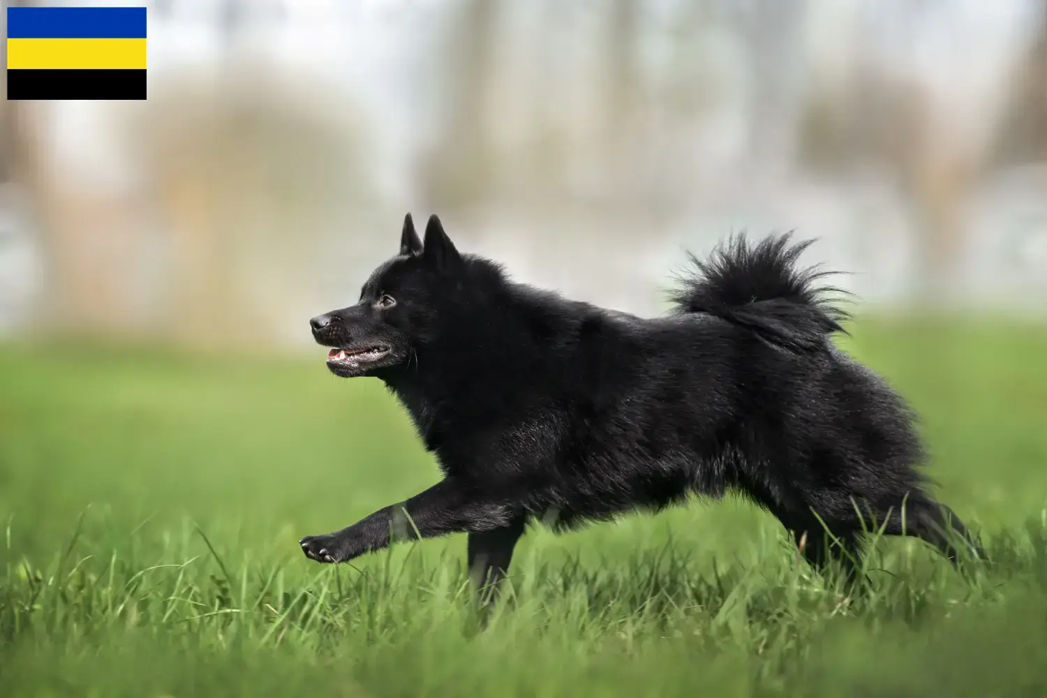Schipperke pups en fokkers Gelderland Hier vind je Schipperkes fokkers in Gelderland.