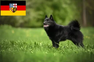 Lees meer over het artikel Schipperke fokkers en pups in Saarland
