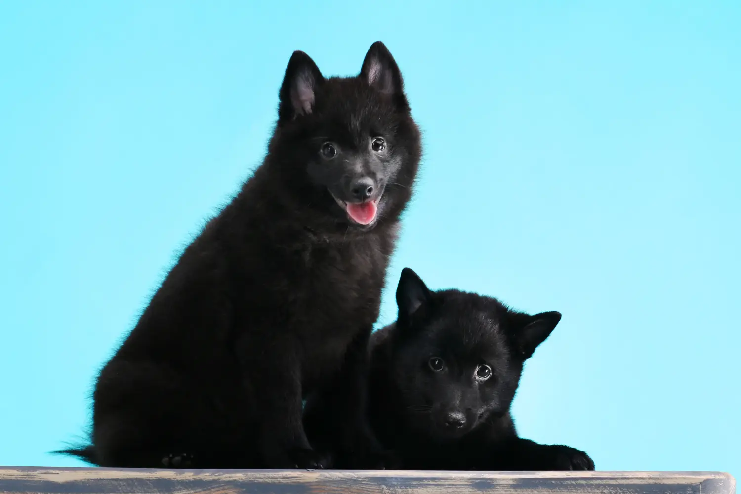 Een Schipperke puppy kopen betekent verantwoordelijkheid nemen! Schipperke puppy kopen.