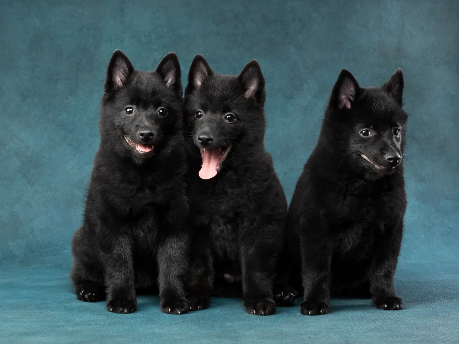 Een Schipperke puppy kopen betekent verantwoordelijkheid nemen! Schipperke puppy kopen.
