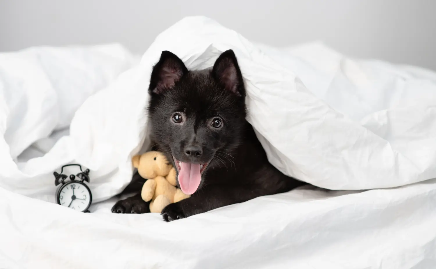 Een Schipperke puppy kopen betekent verantwoordelijkheid nemen! Schipperke puppy kopen.