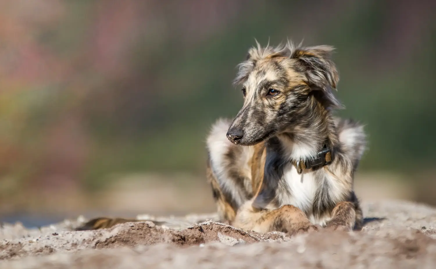 Een Silken Windsprite puppy kopen betekent verantwoordelijkheid nemen! Silken Windsprite puppy's kopen.