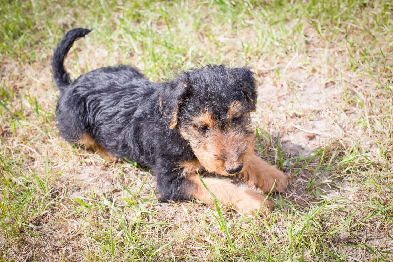 Een Welsh Terrier puppy kopen betekent verantwoordelijkheid nemen! Welsh Terrier puppy kopen.
