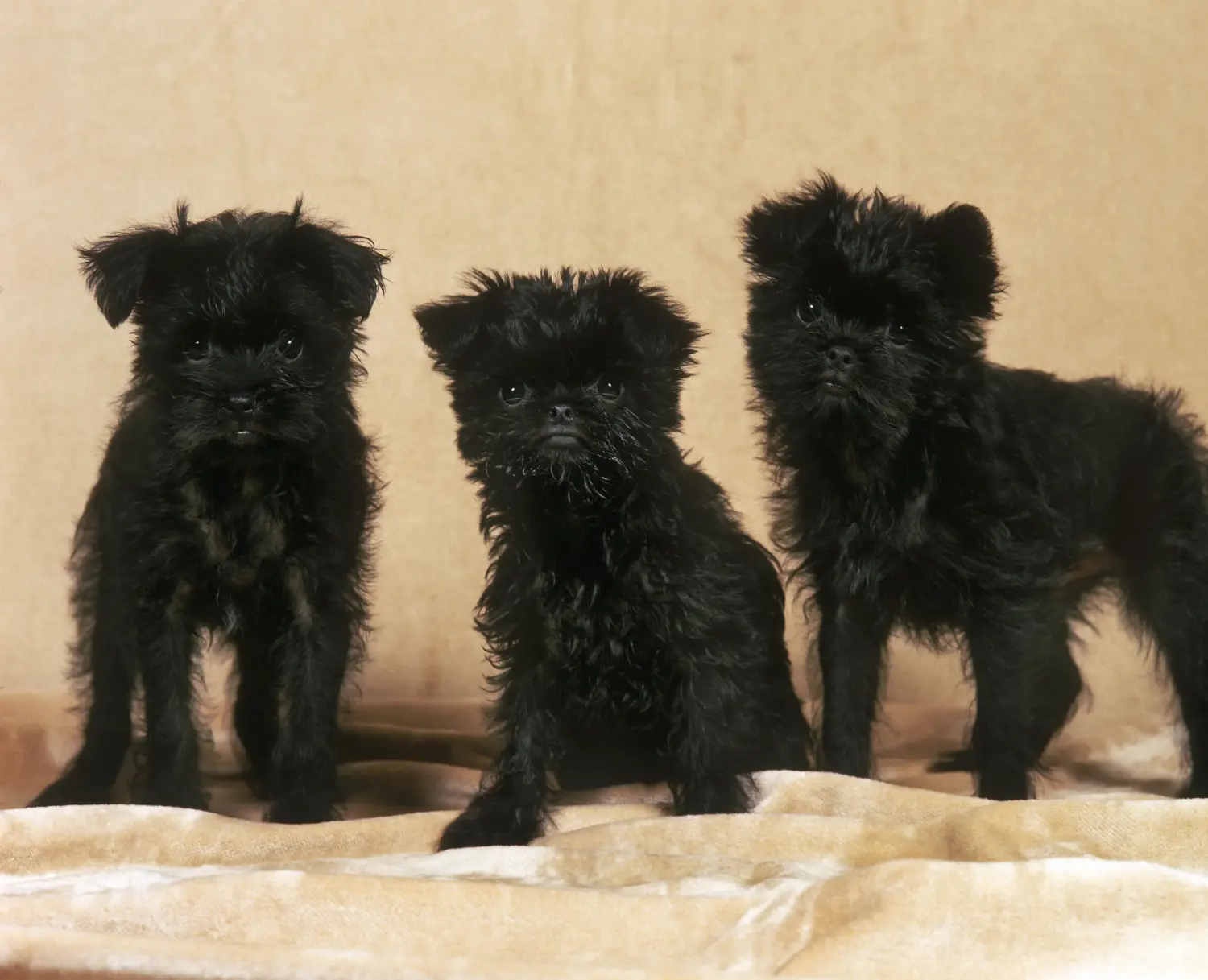 Een Affenpinscher puppy kopen betekent verantwoordelijkheid nemen! Affenpinscher puppy kopen.