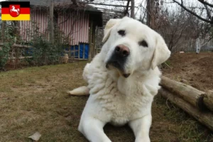 Lees meer over het artikel Akbash fokkers en pups in Nedersaksen