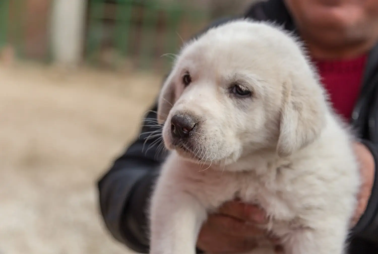 Een Akbash puppy kopen betekent verantwoordelijkheid nemen! Akbash puppy's kopen.
