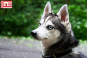Lees meer over het artikel Alaskan Klee Kai fokker en pups in Bremen