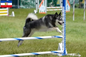 Lees meer over het artikel Alaska Klee Kai fokkers en pups in Sleeswijk-Holstein
