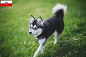 Lees meer over het artikel Alaska Klee Kai fokker en pups in Thüringen