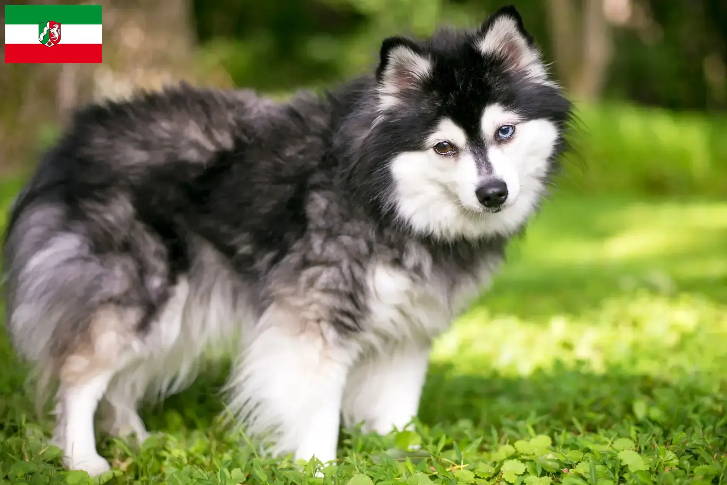 Alaska Klee Kai pups en fokkers Noordrijn-Westfalen Hier vind je fokkers van Alaska Klee Kais in Noordrijn-Westfalen.