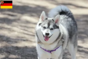 Lees meer over het artikel Alaska Klee Kai fokkers en pups in Rijnland-Palts