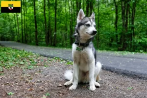 Lees meer over het artikel Alaska Klee Kai fokkers en pups in Saksen-Anhalt