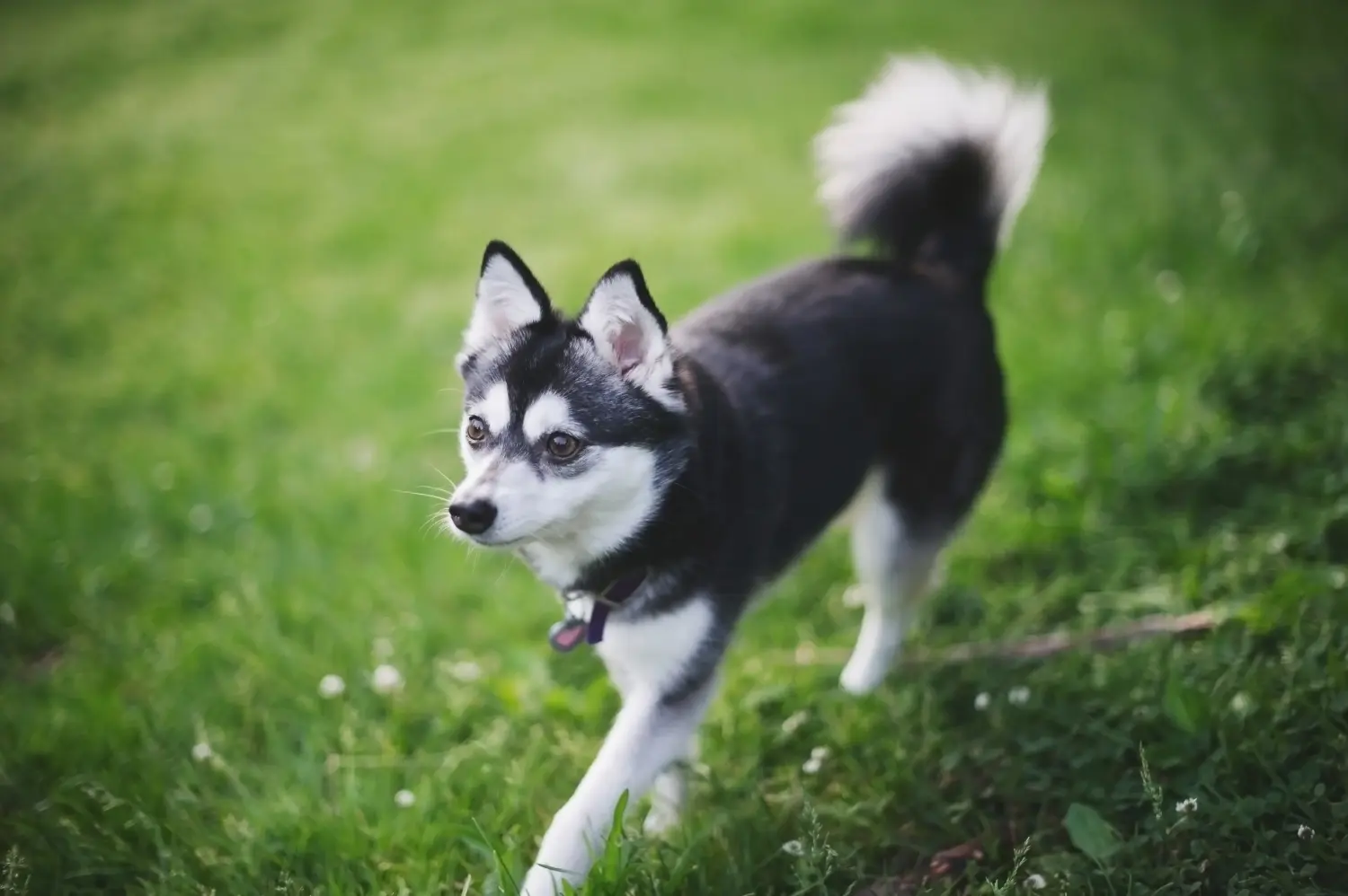 Een Alaska Klee Kai puppy kopen betekent verantwoordelijkheid nemen! Alaska Klee Kai puppy kopen.