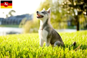 Lees meer over het artikel Alaska Klee Kai fokker en puppies in Nedersaksen