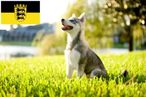 Lees meer over het artikel Alaska Klee Kai fokkers en pups in Baden-Württemberg