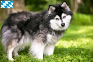 Lees meer over het artikel Alaska Klee Kai fokker en puppies in Beieren