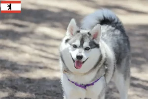 Lees meer over het artikel Alaskan Klee Kai fokker en pups in Berlijn