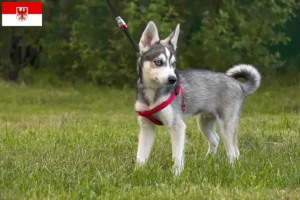 Lees meer over het artikel Alaskan Klee Kai fokker en pups in Brandenburg