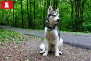 Lees meer over het artikel Alaskan Klee Kai fokker en pups in Hamburg