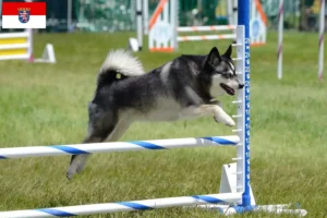 Lees meer over het artikel Alaska Klee Kai fokker en pups in Hessen