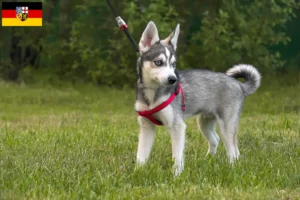 Lees meer over het artikel Alaska Klee Kai fokker en puppies in Saarland