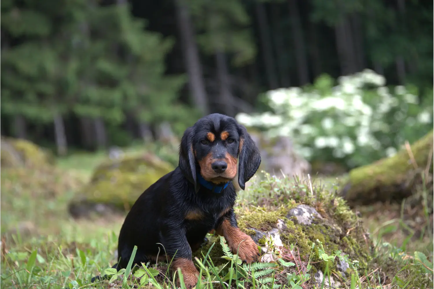 Een Alpine Dachsbracke puppy kopen betekent verantwoordelijkheid nemen! Alpine Dachsbracke puppy kopen.