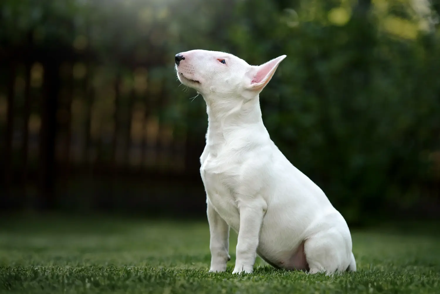 Een Bull Terrier puppy kopen betekent verantwoordelijkheid nemen! Bull Terrier puppy kopen.