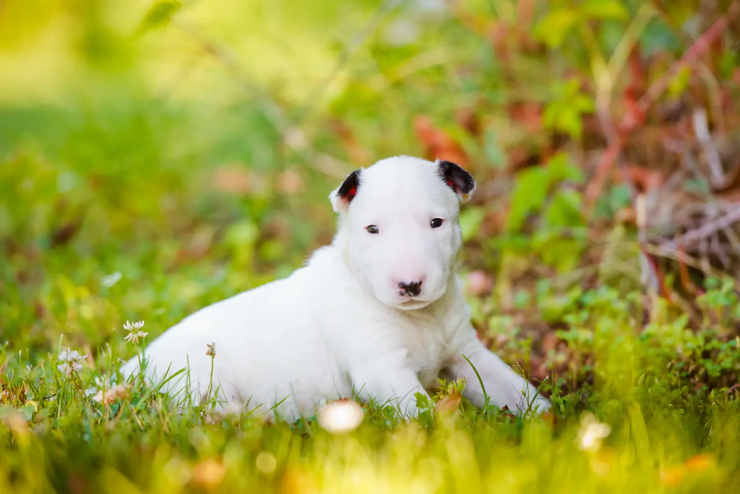 Een Bull Terrier puppy kopen betekent verantwoordelijkheid nemen! Bull Terrier puppy kopen.