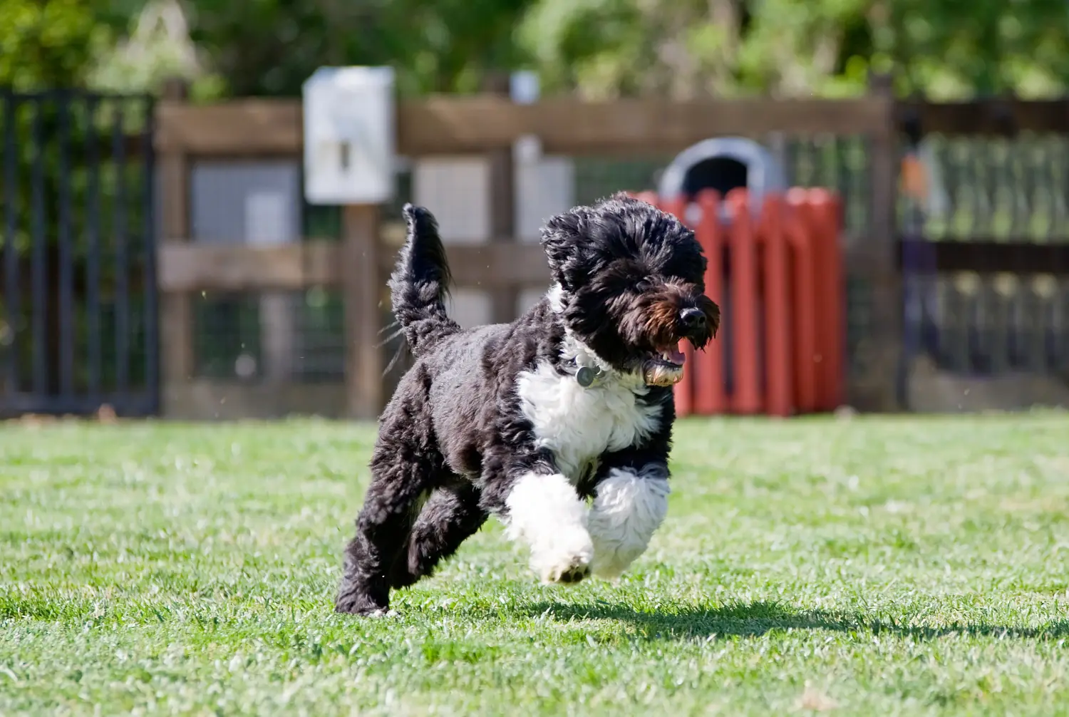 Een Cão de Agua português puppy kopen betekent verantwoordelijkheid nemen! Cão de Agua português puppy kopen.
