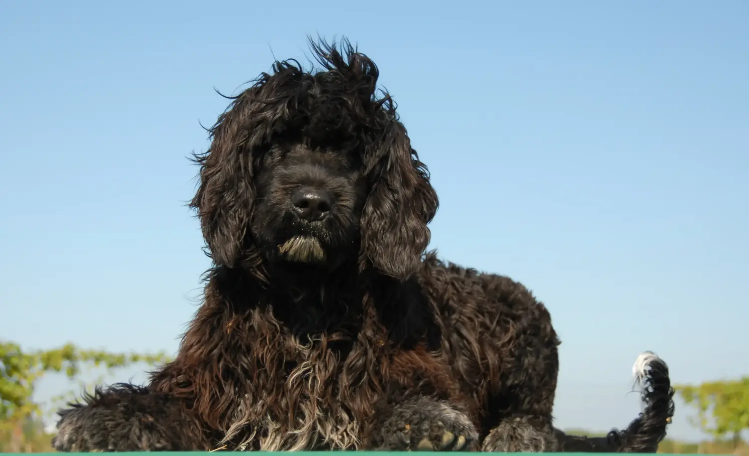 Een Cão de Agua português puppy kopen betekent verantwoordelijkheid nemen! Cão de Agua português puppy kopen.