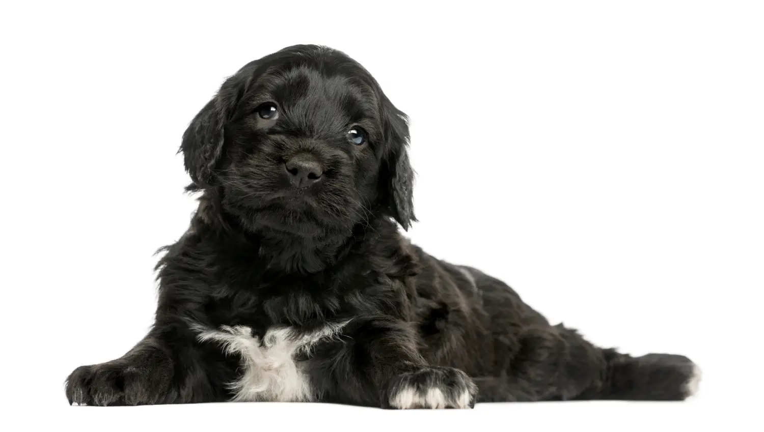 Een Cão de Agua português puppy kopen betekent verantwoordelijkheid nemen! Cão de Agua português puppy kopen.