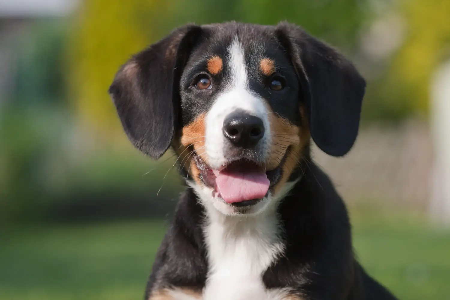 Een Entlebuch Berghond puppy kopen betekent verantwoordelijkheid nemen! Entlebuch Berghond puppy's kopen.