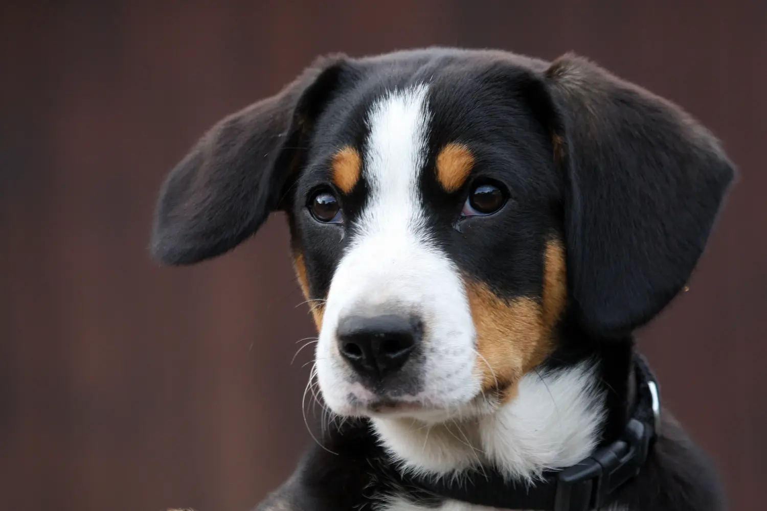 Een Entlebuch Berghond puppy kopen betekent verantwoordelijkheid nemen! Entlebuch Berghond puppy's kopen.